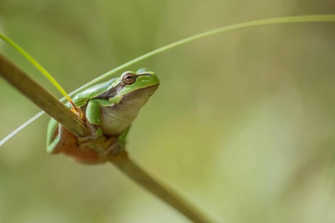 Common Tree Frog (Hyla arborea) sitting in the vegetation at the edge of the forest.Bas rhin,