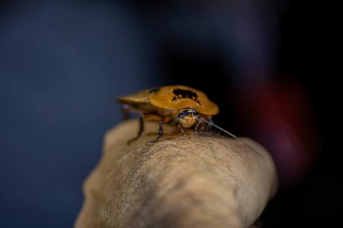 Giant marbled cockroach (Archimandrita marmorata), cockroach sitting on one arm, at night,