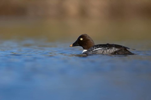 Common goldeneye (Bucephala clangula), Sweden, Europe