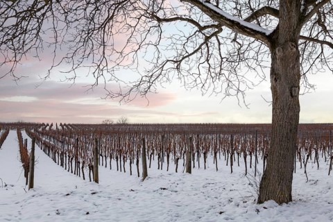 Winter vineyards in the snow with a bare tree and pink-coloured sky, Southern Palatinate,