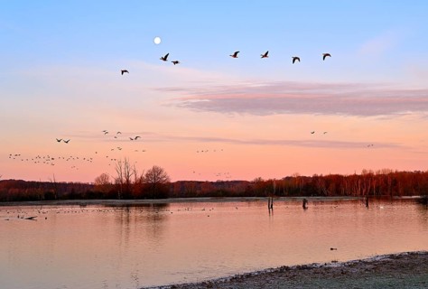 White-fronted goose (Anser albifrons), a flock of wild geese flies in the dawn in front of the full