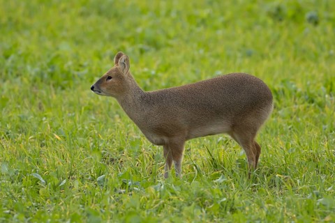 Chinese water deer (Hydropotes inermis) adult animal in a farmland field, England, United Kingdom,