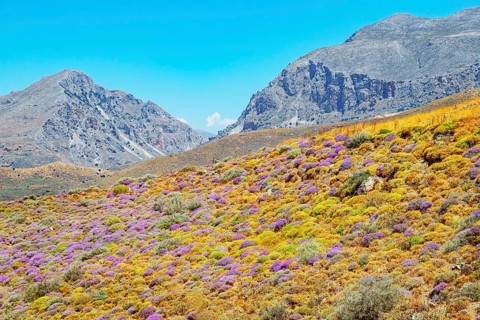 Wild thyme bushes blooming, Kourtaliótiko gorge, Rethymno, Crete, Greek Islands, Greece, Europe