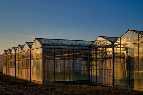 Greenhouses, greenhouses, glasshouses, nursery, Fellbach, evening light, evening,