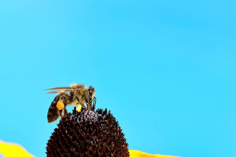 European honey bee (Apis mellifera), collecting nectar from a flower of the yellow coneflower