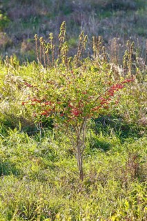 Common spindle bush (Euonymus europaeus), European or common peacock, peacock cap, peacock cap with
