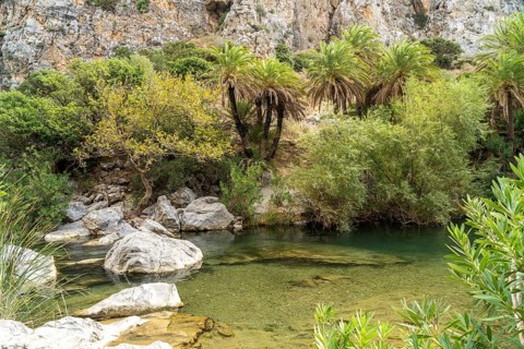 Phoenix theophrasti palms and the river Megalopotamos in the gorge of Preveli, Crete, Greece,