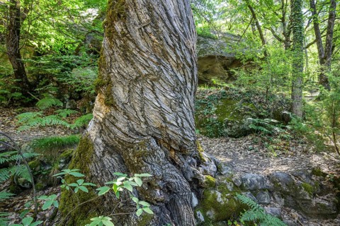 Twisted tree trunk, Grés d'Annot sandstone labyrinth hike, Alpes-de-Haute-Provence, France, Europe