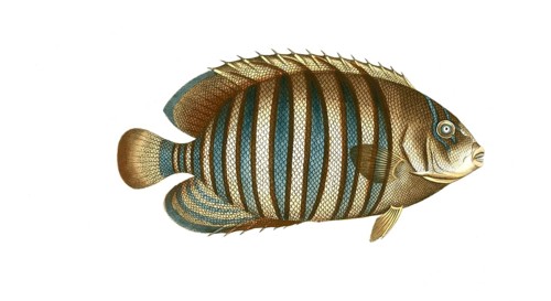 Fish, Fishes, Genus Banded butterflyfish, Butterflyfish, Chaetodon fasciatus, Striped