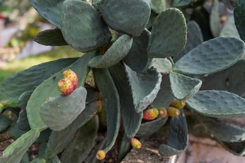 Prickly cactus leaves with small, ripe fruits in a natural setting, prickly pear, Apulia, Italy,