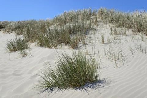 High dune with marram grass (Ammophila arenaria), blue sky, North Sea, Juist, East Frisian Islands,