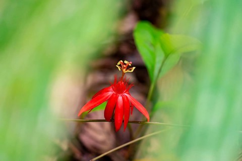 Flower of a red passion flower (Passiflora vitifolia), Corcovado National Park, Osa, Puntarena