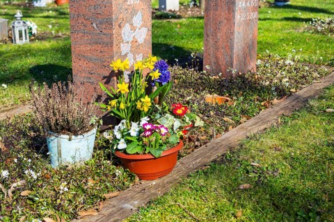 Flower pots with early bloomers in front of a gravestone, Merzdorf Cemetery, Riesa, Saxony,