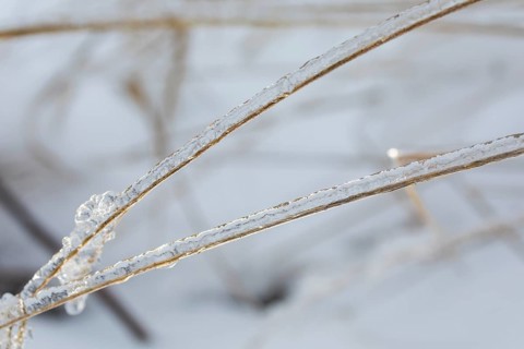 Blades of grass in the snow covered with ice from freezing rain