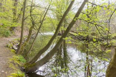 The Müglitz at Weesenstein Castle Park, Weesenstein, Saxony, Germany, Europe
