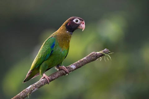 Grey-cheeked parrot (Pyrilia haematotis), Costa Rica, Central America