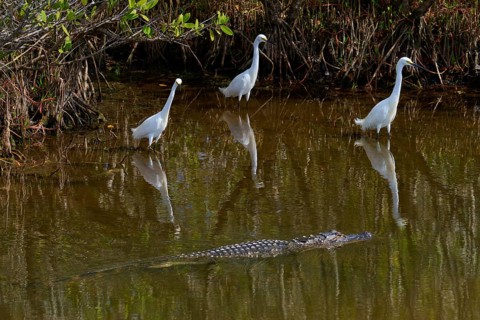 Great Egret (Egretta thula), three birds and American Alligator (Alligator mississippiensis) in the