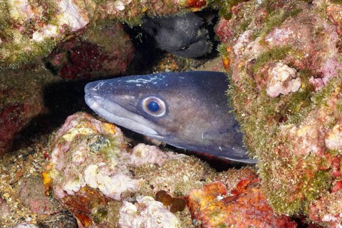 A conger eel (Conger conger) hides between colourful rocks under water in the Mediterranean Sea