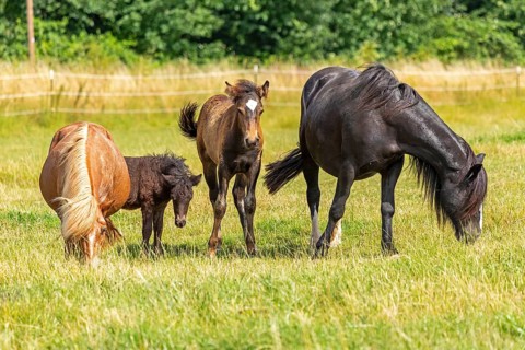 Horses, ponies, foals, pasture, Burgstemmen, Lower Saxony, Germany, Europe