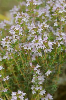 Common thyme (Thymus vulgaris), flowering, medicinal and aromatic plant, Provence, southern France