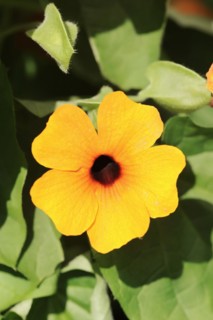 Black-eyed susan vine (Thunbergia alata), flower, ornamental plant, North Rhine-Westphalia,