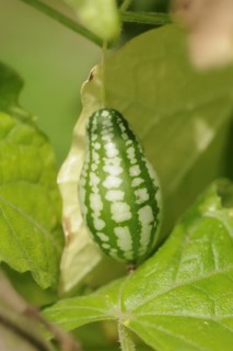 Mexican mini cucumber (Zehneria scabra, Melothria scabra), cucumber on the plant, useful plant,