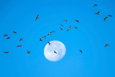 Flock of Northern Pintail (Anas acuta) with the moon in the background