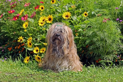Lhasa Apso in front of flower bed, sitting
