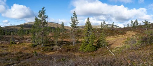 Autumn landscape, Pallas-Yllästunturi National Park, Lapland, Finland, Europe