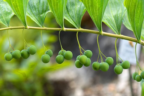 Solomon's seal (Polygonatum multiflorum), Botanical Garden, Erlangen, Middle Franconia, Bavaria,