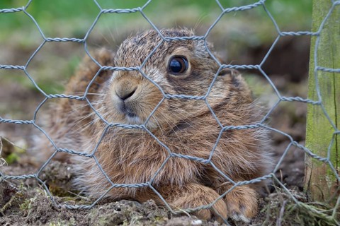 European brown hare (Lepus europaeus) juvenile baby leveret behind a wire fence, Suffolk, England,