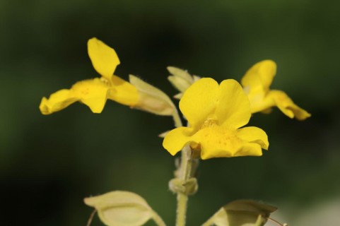 Common monkey-flower (Mimulus guttatus), flowers, ornamental plant, native to North America