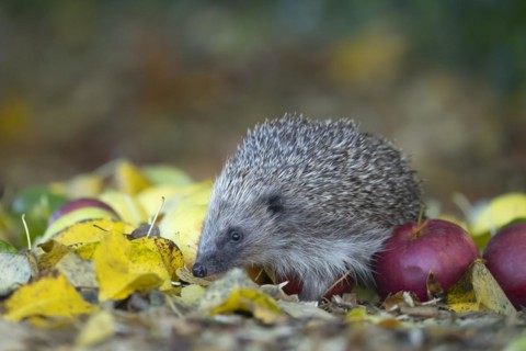 European hedgehog (Erinaceus europaeus) adult animal walking over fallen apples in a garden in the