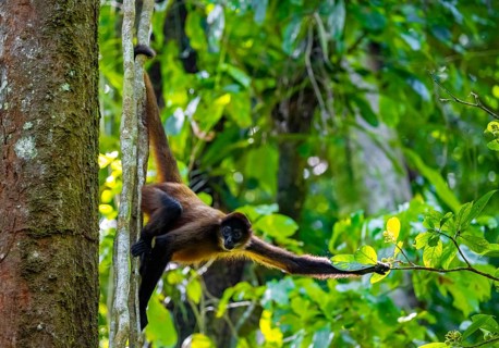 Geoffroy's spider monkey (Ateles geoffroyi) climbing a tree in the jungle, Tortuguero National