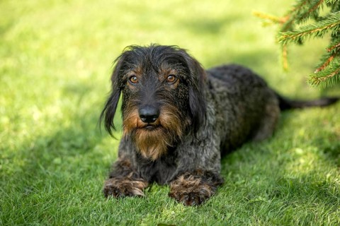 Rough-haired dachshund (Canis lupus familiaris) puppy, male, 3 years, animal portrait, lying in a