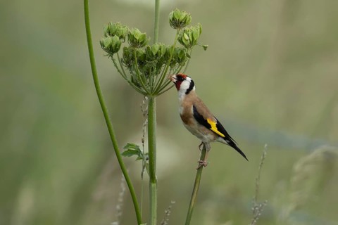 European goldfinch (Carduelis carduelis) adult bird feeding on a Hogweed seedhead, Lincolnshire,