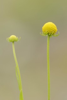 Gummy bear flower or pineapple flower (Cephalophora aromatica, Helenium aromaticum), flowers,