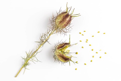 Seeds fall from an opening seed capsule of the love-in-a-mist (Nigella damascena) on a white