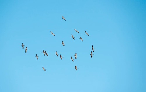 A flock of cranes (Grus grus) or grey crane or Eurasian crane circling in the updraft in front of a