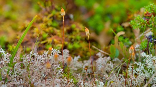 Golden lady's hair moss (Polytrichum commune), Golden lady's hair moss (Polytrichum commune), Hair