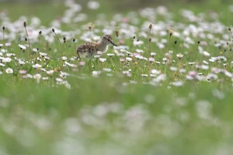 Common redshank (Tringa totanus), chicks in a flower meadow, Lower Rhine, North Rhine-Westphalia,