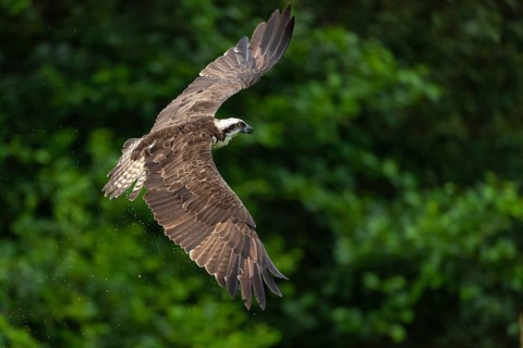 Western osprey (Pandion haliaetus) hunting, Aviemore, Scotland, Great Britain