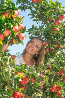 Young attractive blonde smiling woman picking apple in Scania fruit district, Kivik, Österlen,