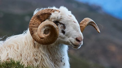Side view of a sheep with large, spiral horns in a natural environment, Kallikratis, Kallikratis