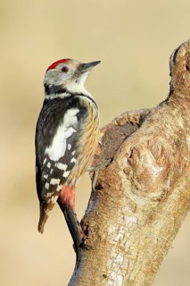 Middle Spotted Woodpecker (Dendrocopos medius) sitting on a branch, Animals, Birds, Woodpeckers,