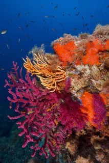 A blaze of colour in the Mediterranean: violescent sea-whip (Paramuricea clavata) with open polyps,