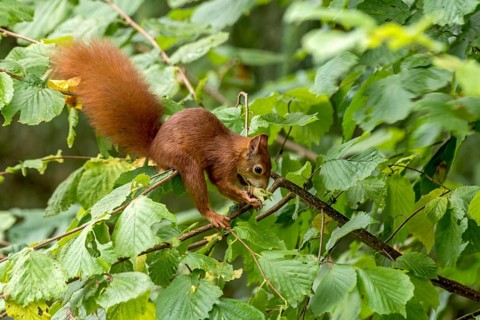 Eurasian squirrel (Sciurus vulgaris) eating a hazelnut, hazel (Corylus avellana), on branch in