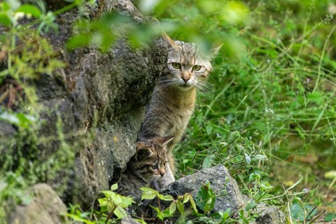An adult cat and a kitten by a rock in the forest, wild cat (Felis silvestris), kittens, Germany,