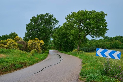 Rural road with bend in green, overgrown surroundings, two large trees and a bend sign, summer,