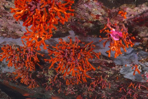 Bright orange teardrop coral (Myriapora truncata) on a rocky underwater bottom. Dive site Port Cros